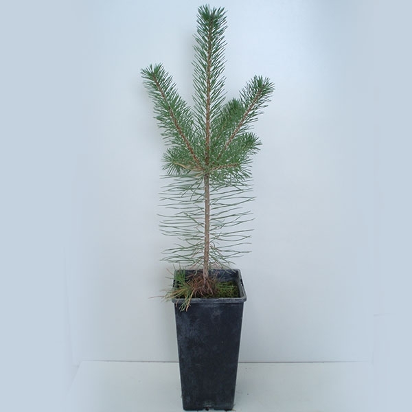 Pinus Sylvestris - Boletus Edulis 2L.
