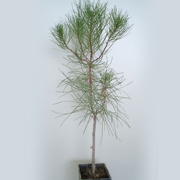 Pinus Pinaster - 2l
