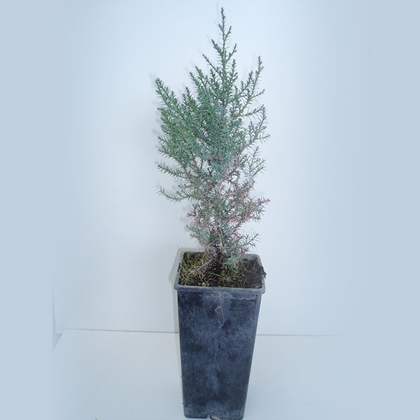 Juniperus comunis (sabino pequeño) 2 l.