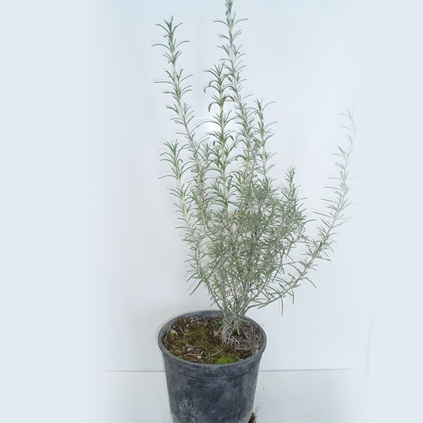 Romero (Rosmarimus officinalis) 450 cc.