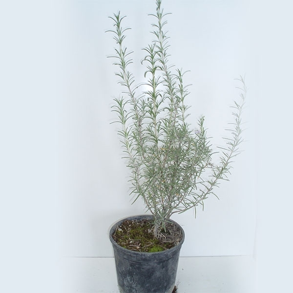 Romero (Rosmarimus officinalis) 2 l.