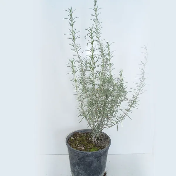 Romero (Rosmarimus officinalis) 450 cc.