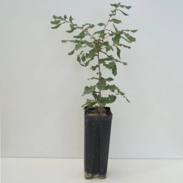 Quercus Faginea