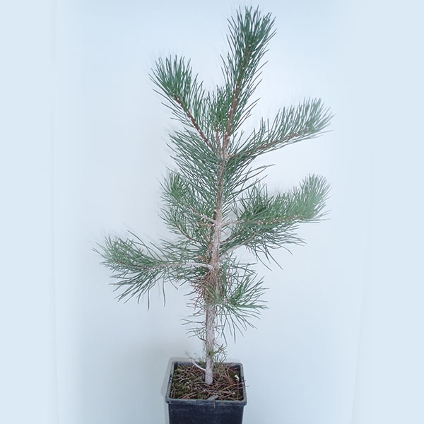 Pinus uncinata - Boletus Edulis 2L.