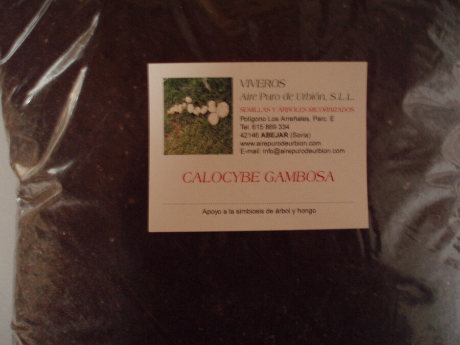 Calocybe gambosa (nansarones) 1 l. - NAN/15/S