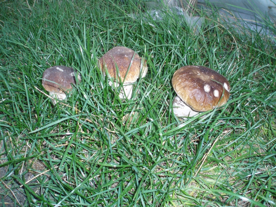 Boletus Edulis - BOL/E/E