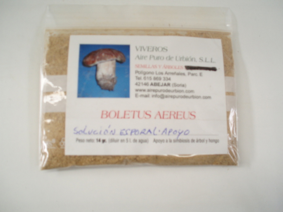 Boletus aereus - BOL/E/A
