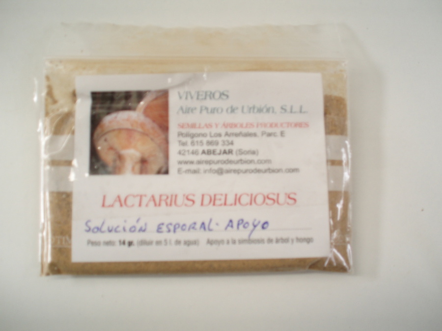 Lactarius deliciosus - NIC/E