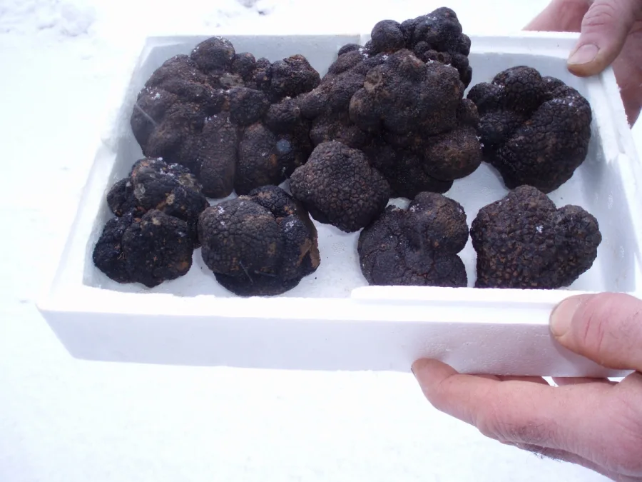 Tuber Melanosporum - SUS/12 - 25 l