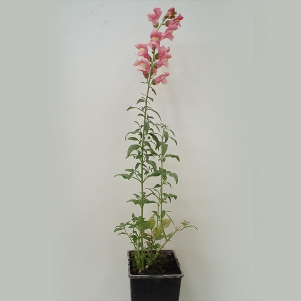 Flor de dragÃ³n  (antirrhinum majus)