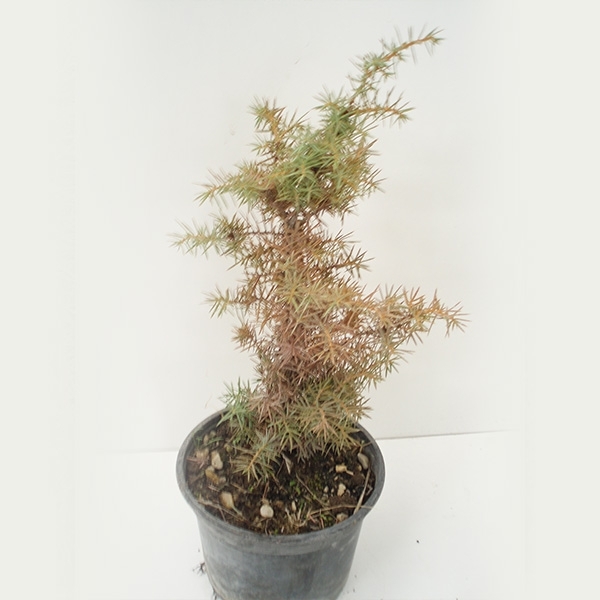Juniperus comunis (sabino)