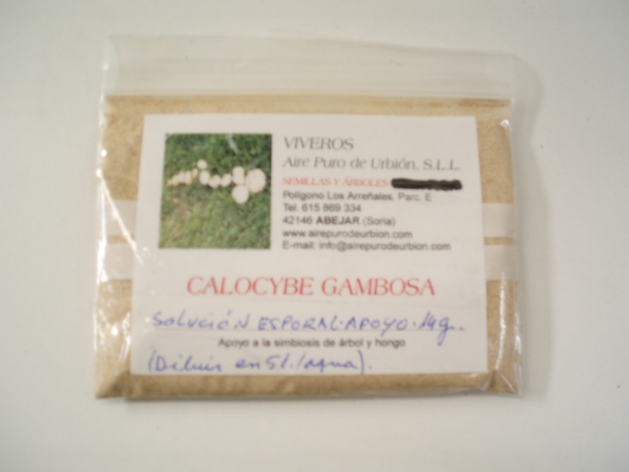 Calocybe gambosa (nansarones) - NAN/E