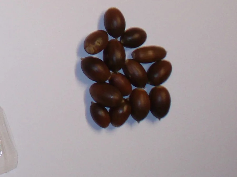 Semilla Quercus faginea