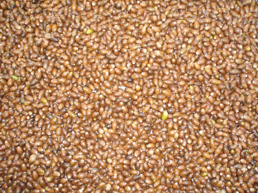Semilla Quercus petraea