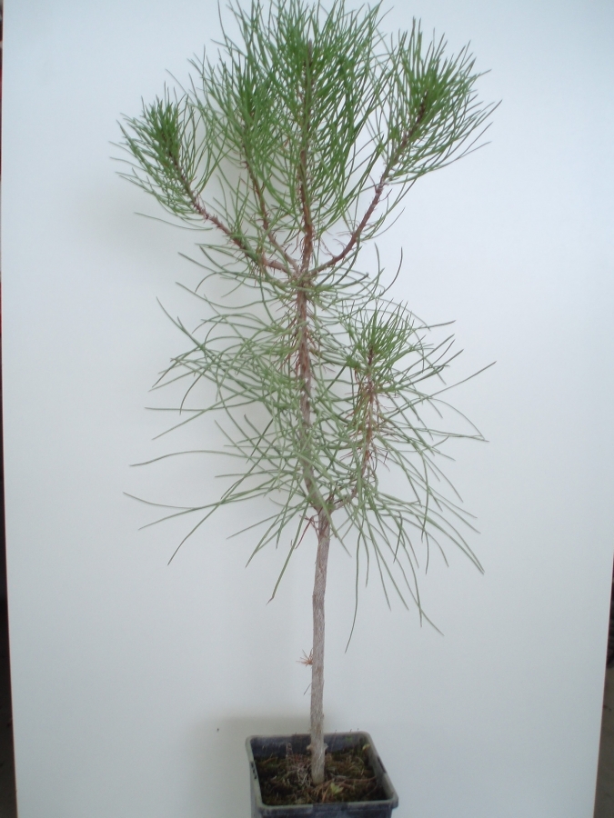 Pinus Pinaster (boletus piniphilus) 2L.