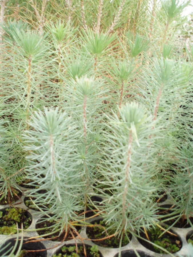 Pinus Pinea  200 c.c.