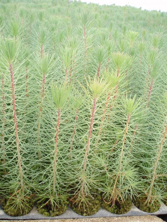 Pinus Pinaster  Boletus Pinophilus 200 c.c.