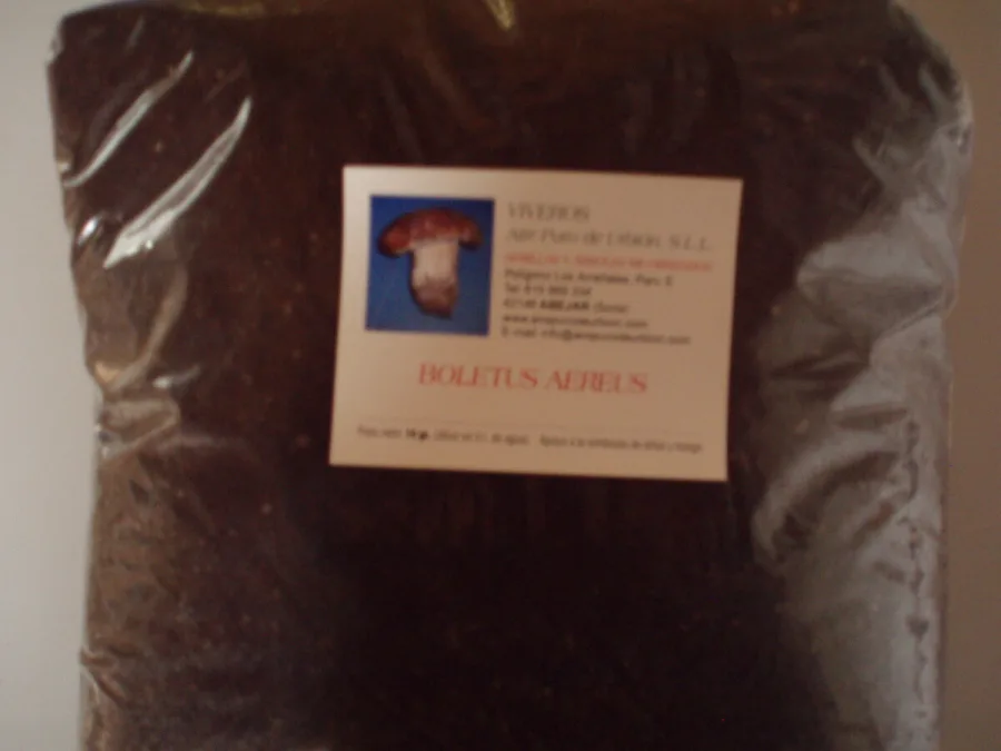 Boletus Aereus - BOL/16/S/A-  15 l.
