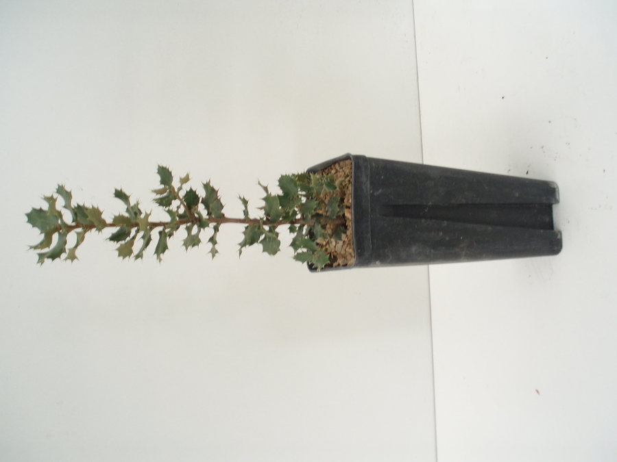 Quercus Ilex 450c.c.