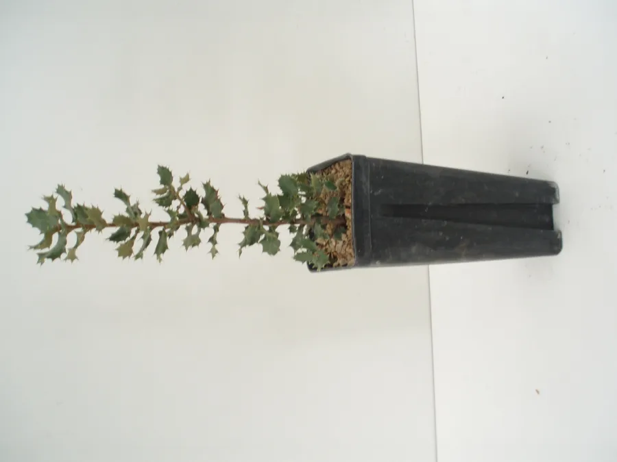 Quercus Ilex 450c.c.