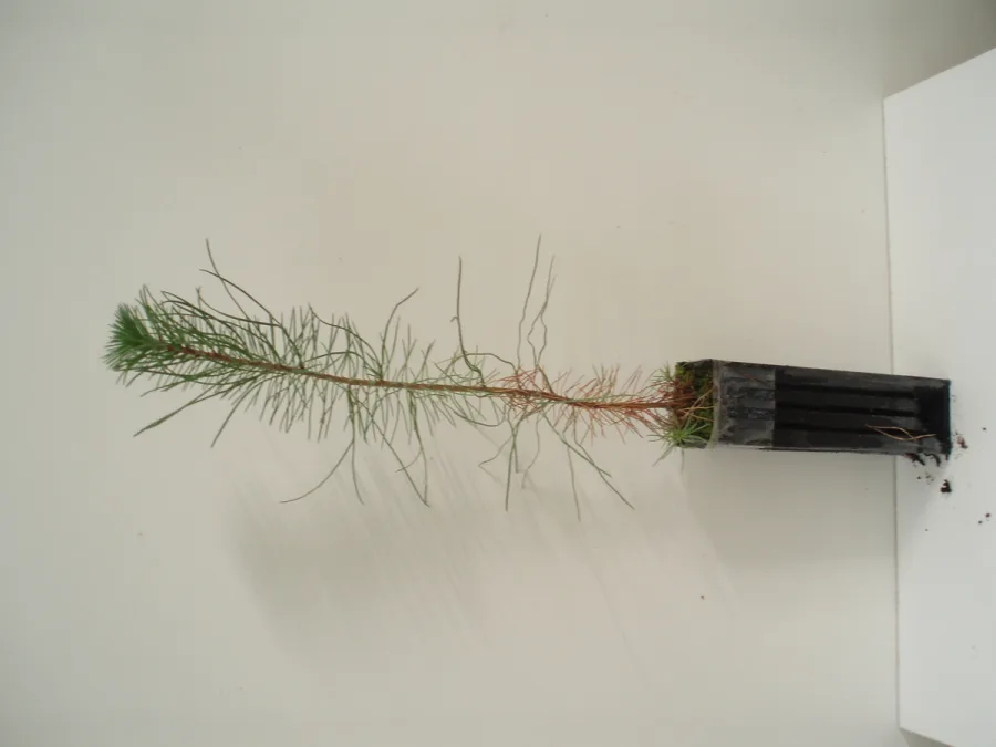 Pinus Pinaster - 450 c.c.
