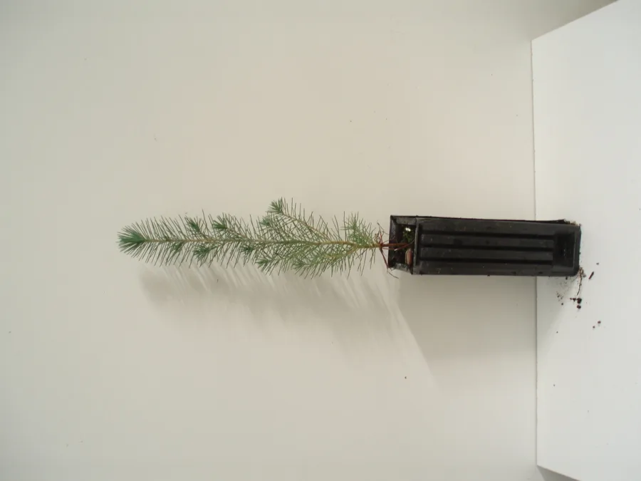Pinus Pinea  450 c.c.