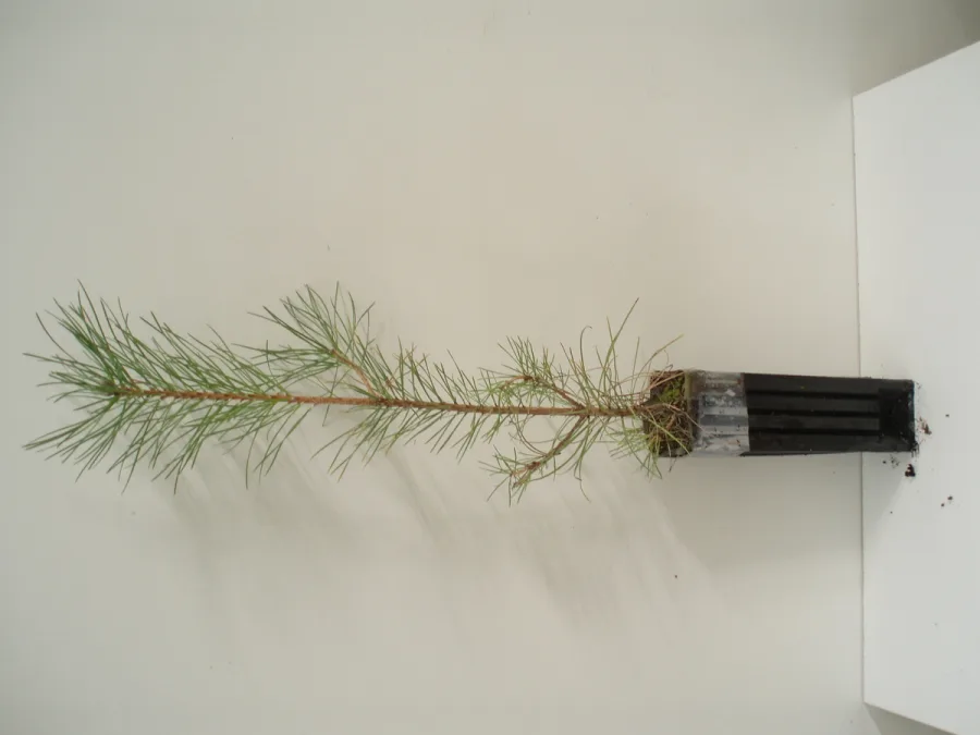 Pinus Nigra  450 c.c.