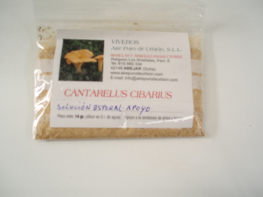 CANTHARELLUS CIBARIUS  CANT/E/CI