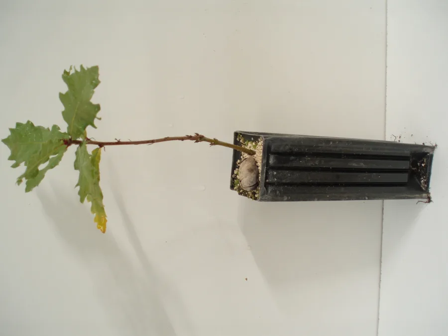 Quercus Faginea  450 c.c.