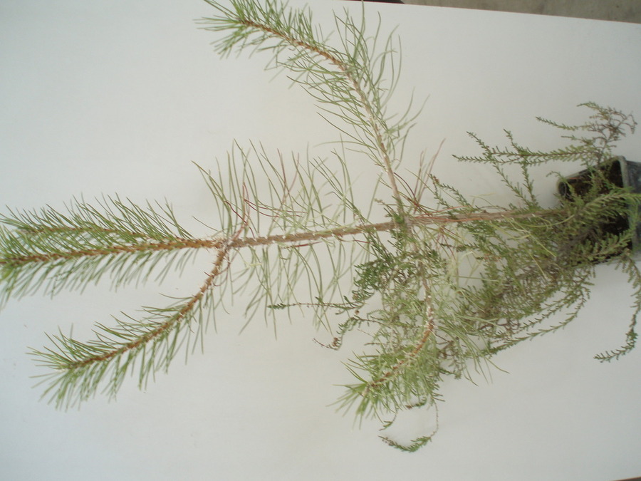 Pinus Sylvestris 2L.
