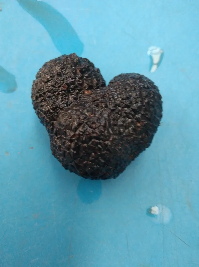 Trufa Negra   (Tuber Melanosporum)