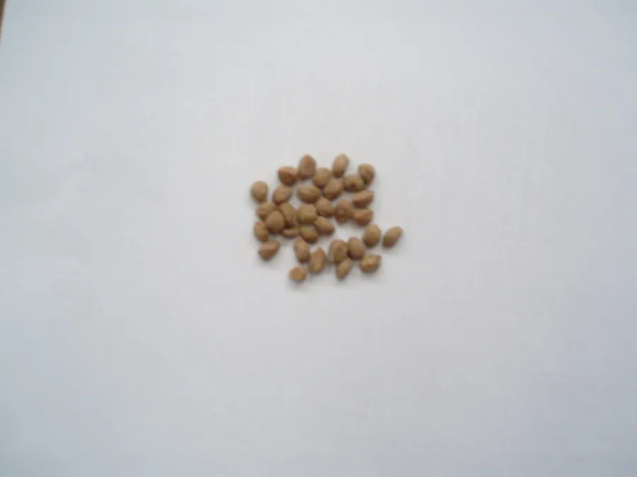 JUNIPERUS THURIFERA