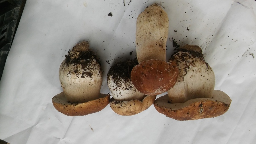 Boletus Frescos