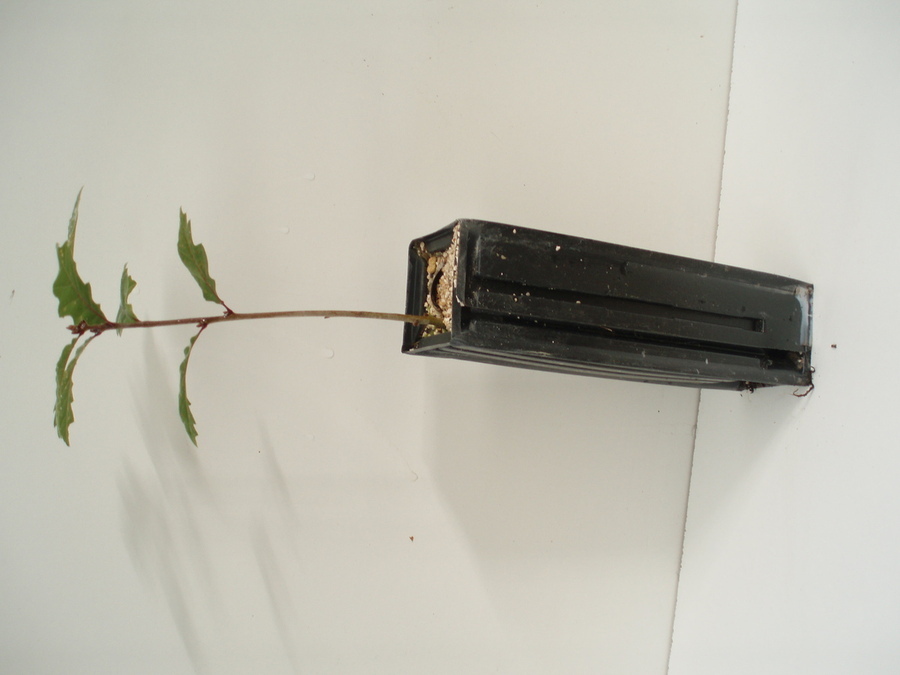 Quercus Pyrenaica - Boletus Aestivalis 450 cc