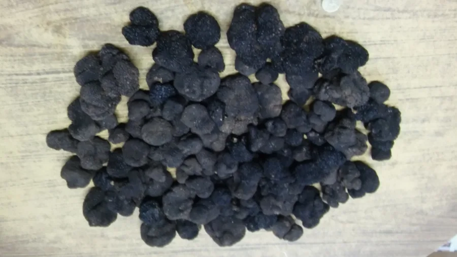 TUBER AESTIVUM
