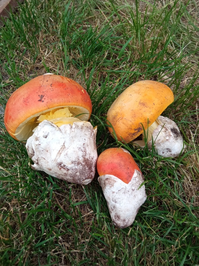 AMANITA CAESAREA