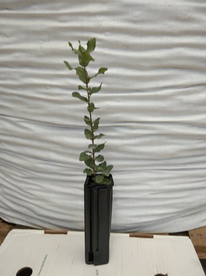 QUERCUS SUBER (ALCORNOQUE)