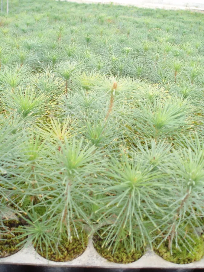 PINUS SYLVSTRIS 