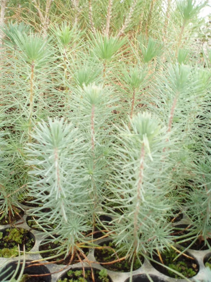 PINUS PINASTER