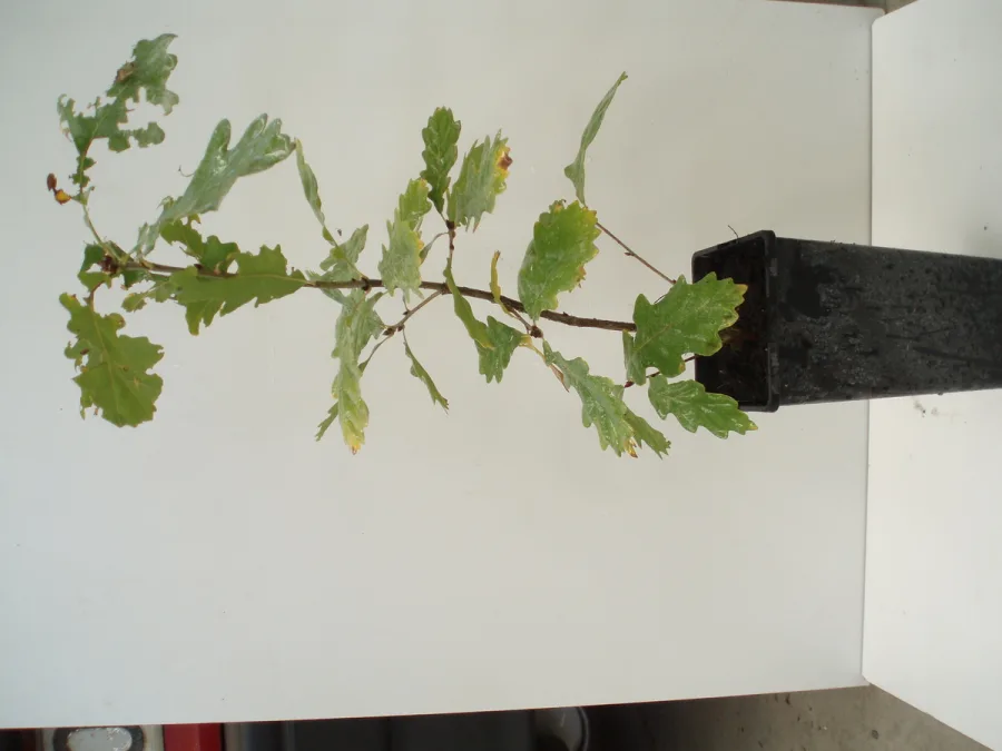 QUERCUS PYRENAICA
