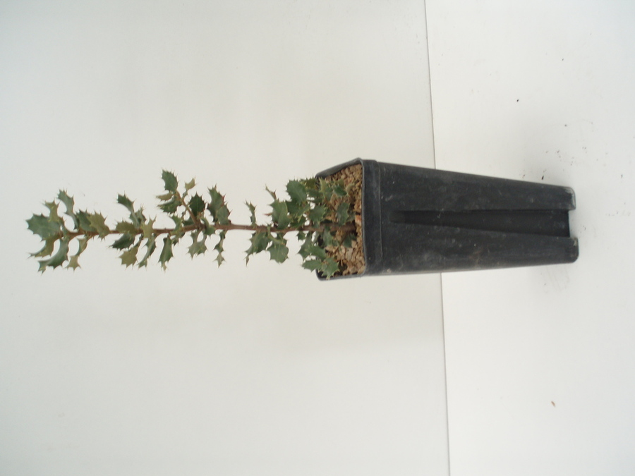 QUERCUS ILEX - 450 CC