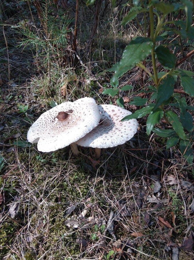 Macrolepiota