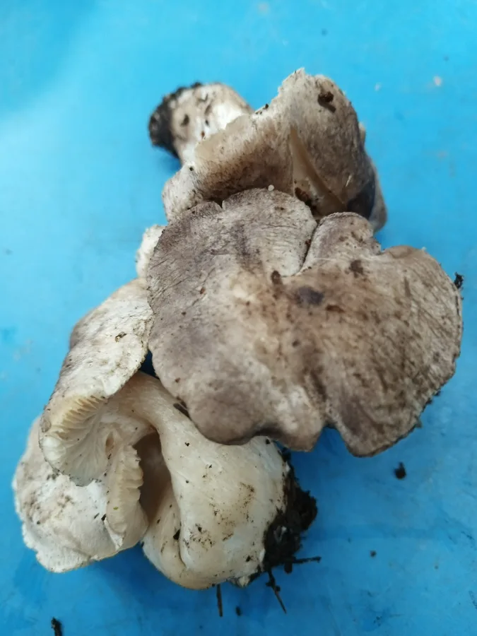 TRICOLOMA TERRUM