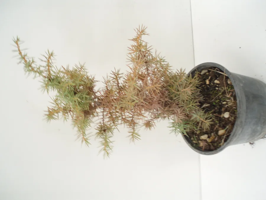JUNIPERUS COMUNIS 450cc