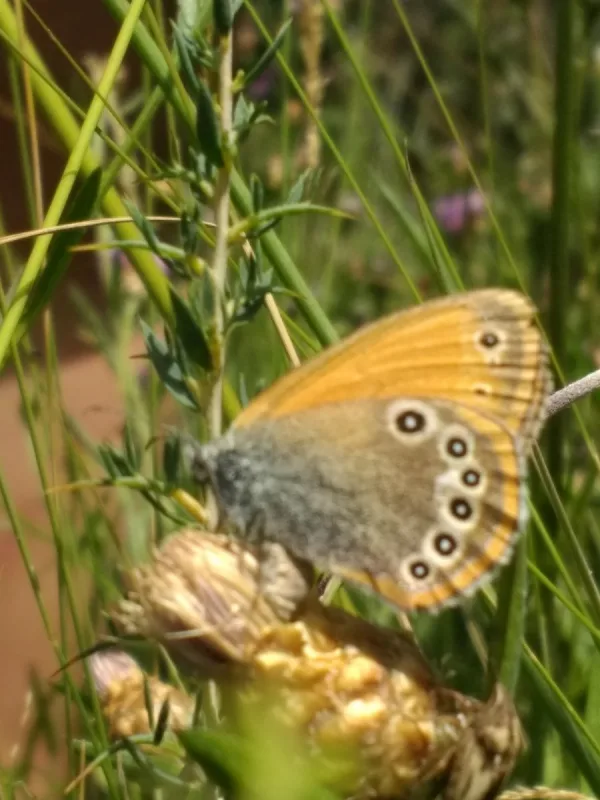 Observación de mariposas y especies vulnerables Observación de mariposas y especies vulnerables